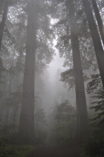 Tall trees, coast redwoods (Sequoia sempervirens), in a misty forest create a mystical, tranquil