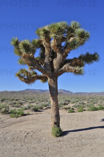 A single Joshua tree, Joshua palm lily (Yucca brevifolia), in the barren desert landscape under a