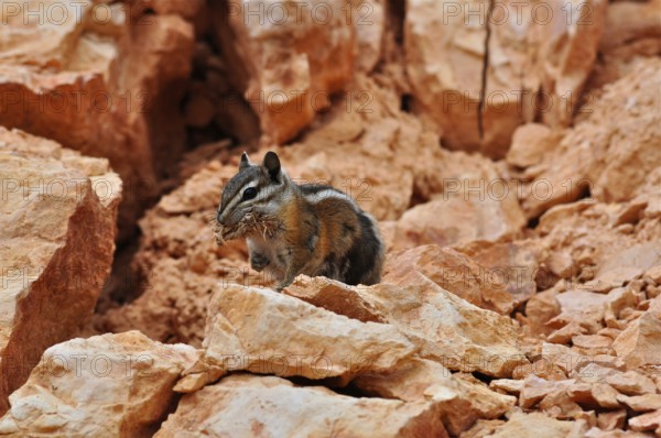 A chipmunk, Uinta chipmunk (Tamias umbrinus), sits on reddish stones with food in its mouth. Bryce