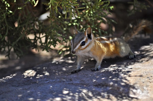 A chipmunk, Uinta chipmunk (Tamias umbrinus), moves cautiously in the shade of a shrub. Canyonlands