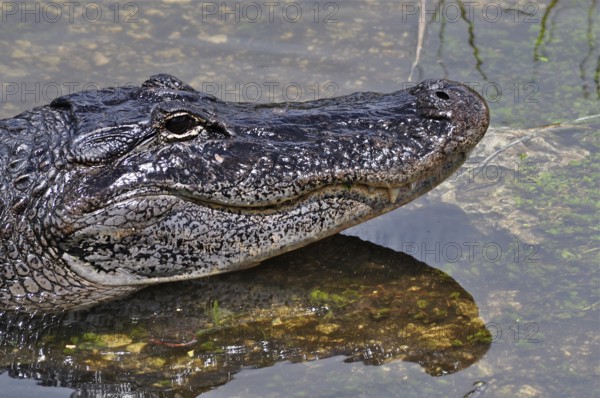 Close-up of the head of a Mississippi alligator (Alligator mississippiensis) in the water with