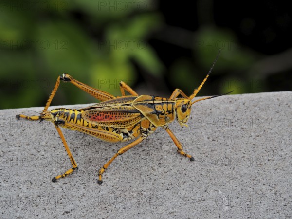 A yellow grasshopper, short-fingered grasshopper (Romalea microptera), sitting on a grey surface.