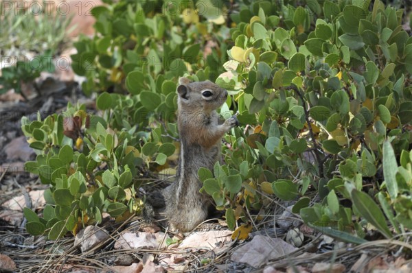 A chipmunk, Harris's antelope squirrel (Ammospermophilus harrisii), eating leaves amidst plants.