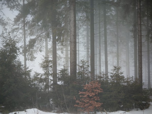 Snow-covered, misty forest with small shrubs and spruces (picea), mystical, peaceful atmosphere,