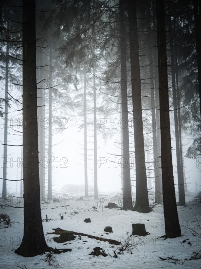 High tree roof in snow-covered, foggy forest, mystical, quiet atmosphere, Rennsteig, Thuringia
