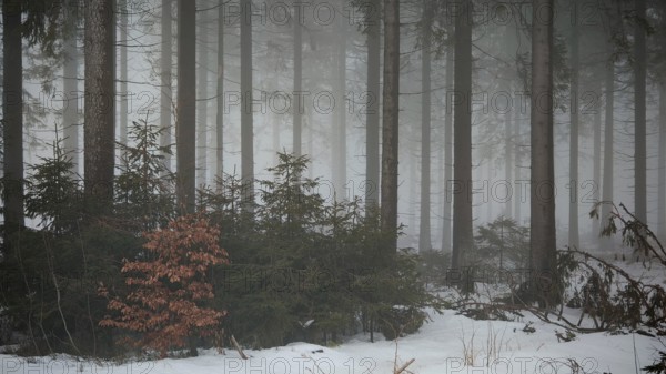 Small shrubs in a snow-covered, foggy forest, mystical, quiet atmosphere, Rennsteig, Thuringia