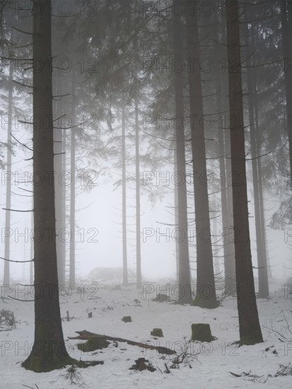 Snowy forest with foggy, towering trees, mystical, quiet atmosphere, Rennsteig, Thuringia nature
