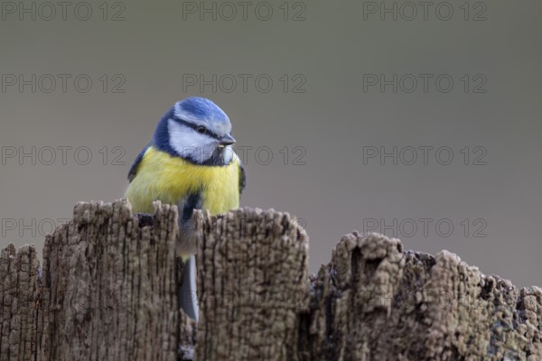 Although the blue tit (Cyanistes caeruleus) is a frequent visitor to the feeding site, in the end