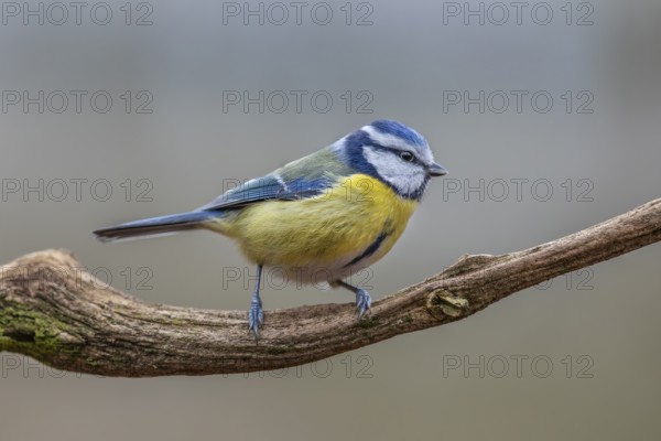 The blue tit (Cyanistes caeruleus) is a frequent visitor to the winter feeding site, Germany