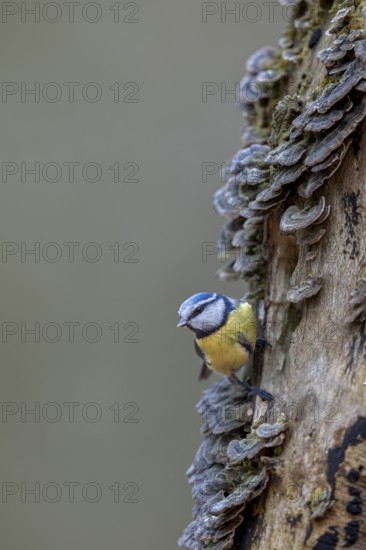 A blue tit (Cyanistes caeruleus) inspecting the branch of a beech tree, covered with butterfly