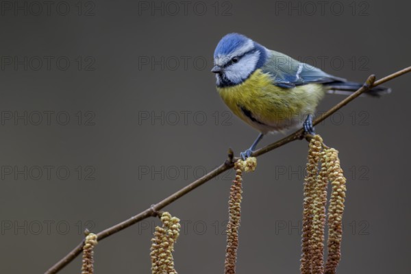 A blue tit (Cyanistes caeruleus) in late winter, hazelnut, catkin, Germany