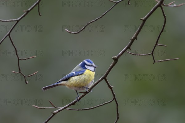 Attention ensures the survival of the blue tit (Cyanistes caeruleus), its greatest enemy the