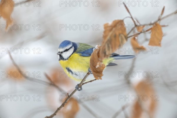 Blue tit (Cyanistes caeruleus) after heavy snowfall on the branches of a beech tree, winter, snow,