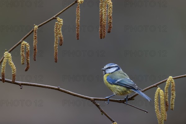 When choosing where to sit at the feeding site, a photographer should look for attractive
