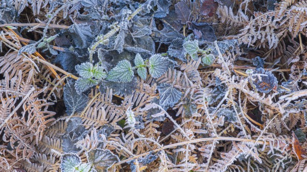 View of frozen bracken fern (Pteridium aquilinum) and stinging nettles (Urtica), Wehden, Cuxhaven,