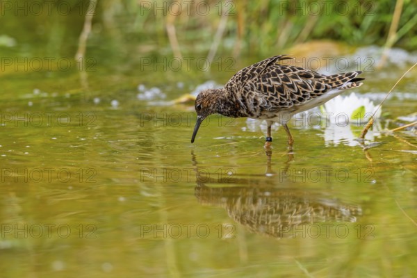 A female ruff (Calidris pugnax) searching for food in shallow water. Northern Poland