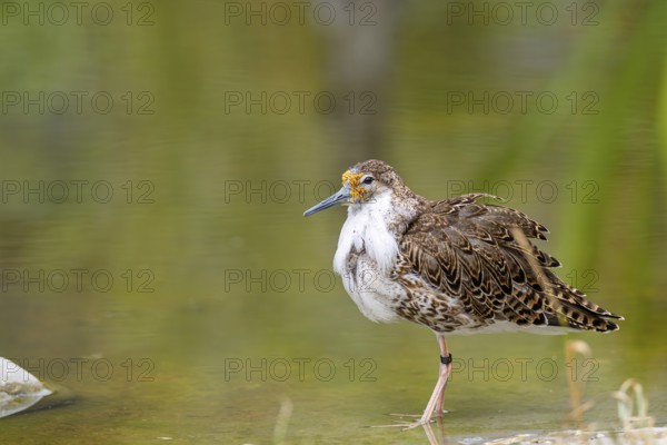 A male ruff (Calidris pugnax) in flight. Northern Poland male ruff (Calidris pugnax) searching for