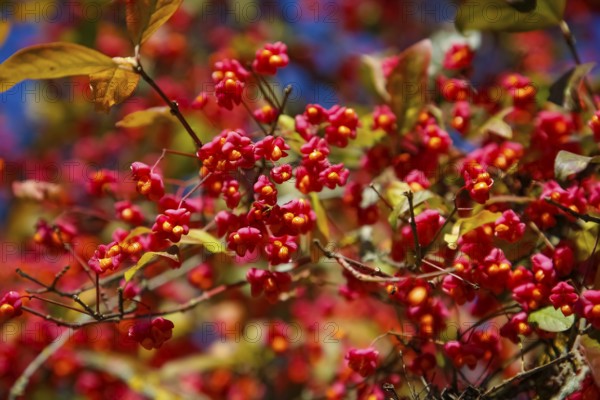 European monkshood (Euonymus europaeus), flowering shrub, red flowers in autumn, Großengstingen