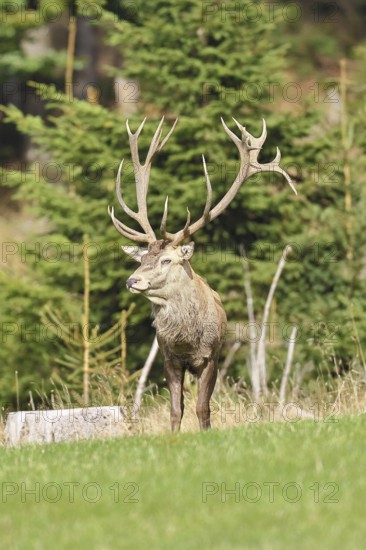 Red deer (Cervus elaphus) during the rutting season, capital stag in a forest clearing, wildlife,
