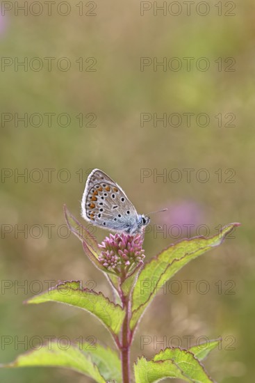 Blue butterfly (Polyommatus icarus), Common blue, female on a flower of Hemp agrimony (Asteraceae)