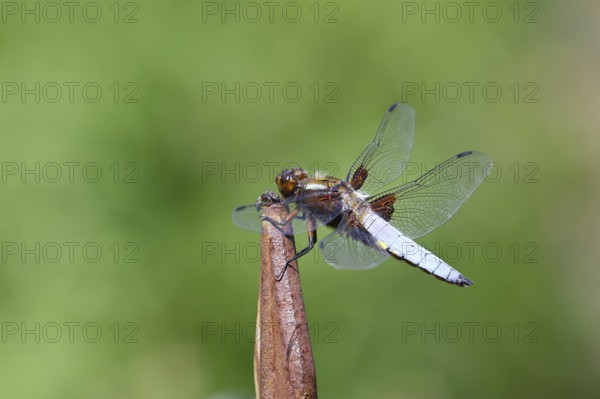 Flat-bellied dragonfly (Libellula depressa), family of damselflies (Libellulidae), male sitting on