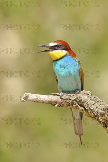 European bee-eater (Merops apiaster) sitting on a branch covered with green lichen, Lake Neusiedl,