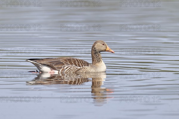 Greylag goose (Anser anser), swimming on a pond, Wagbachniederung nature reserve, Waghäusel,