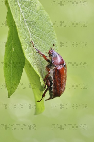 May beetle, wood cockchafer (Melolontha hippocastani), female, on leaf of a willow (Salix caprea),
