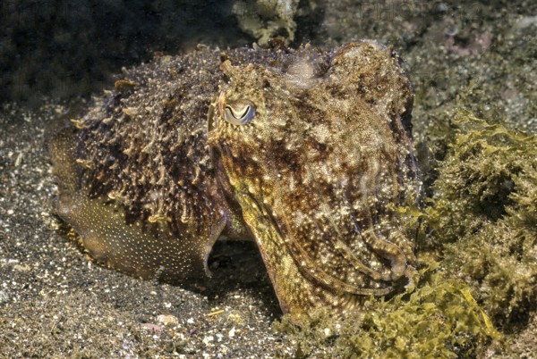 Underwater photo Close-up of cuttlefish (Sepia officinalis) Cephalopod family Real cuttlefish