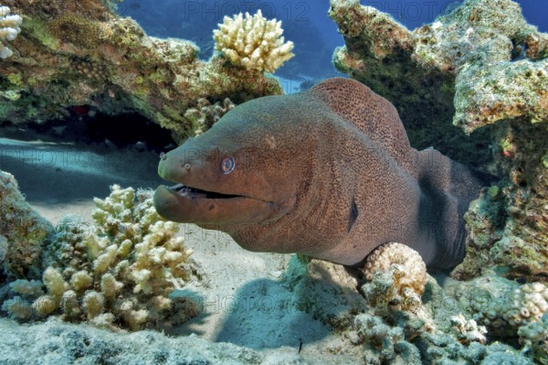 Underwater photo close-up of large adult giant moray eel (Gymnothorax javanicus) predator looking