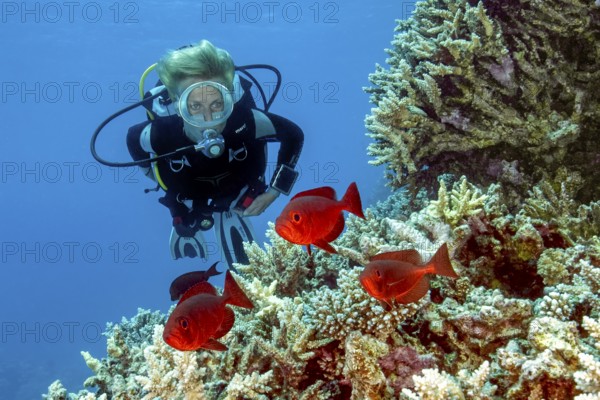 Underwater photo of diver looking at small group of Indo-Pacific bigeye perch (Priacanthus hamrur)
