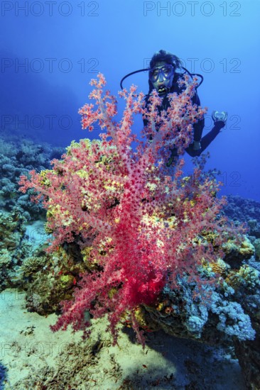 Underwater photo of diver looking at colourful pink soft coral (Dendronephthya) soft coral, Red