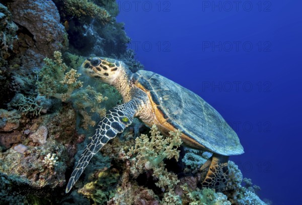 Underwater photo of Hawksbill sea turtle (Eretmochelys imbricata) eating broccoli soft coral