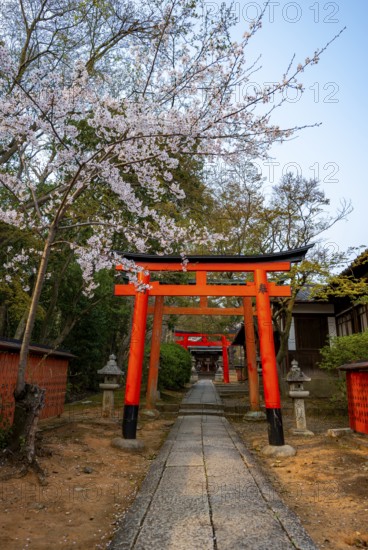 Blooming cherry trees, red torii gates at Takenaka-Inari-Jinja Shrine, Kyoto, Japan