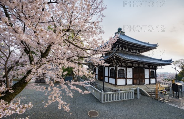 Nokotsudo in evening light with blooming cherry trees, Buddhist temple, Konkai-Komyoji temple,