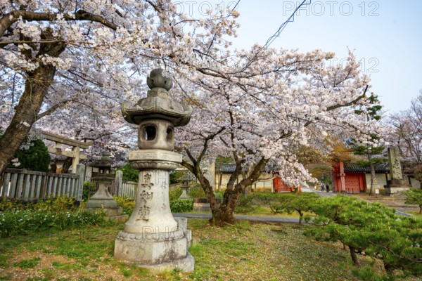 Stone lantern and blooming cherry trees, Shinsho Gokurakuji or Shinnyo-do temple, Japanese cherry