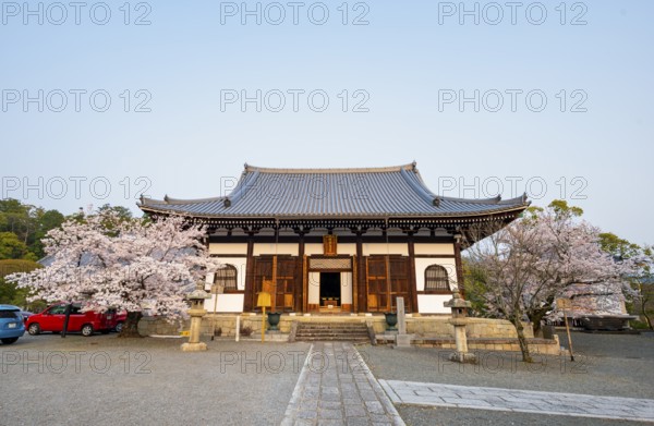 Japanese temple with blooming cherry trees, Amidado, Konkai-Komyoji Temple, cherry blossom season,
