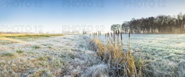 View across a pasture along a small ditch where bulrushes (Typha) grow, Wehden, Cuxhaven, Lower