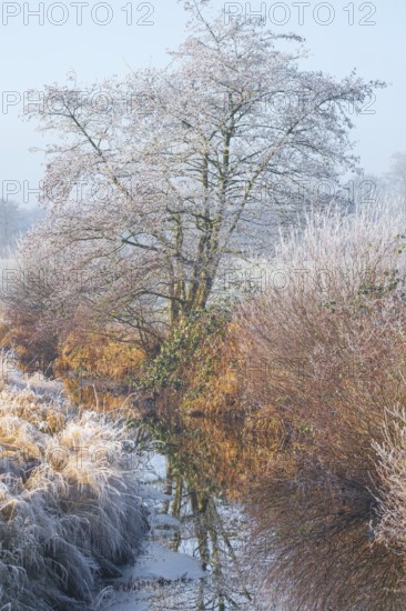 Winter detailed view of vegetation growing on a ditch, Winter, Wehden, Cuxhaven, Lower Saxony,