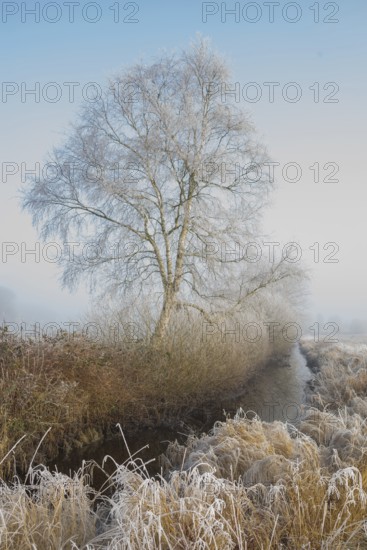 View along a ditch where trees and grasses grow on the shore and the morning dew is frozen, Winter,