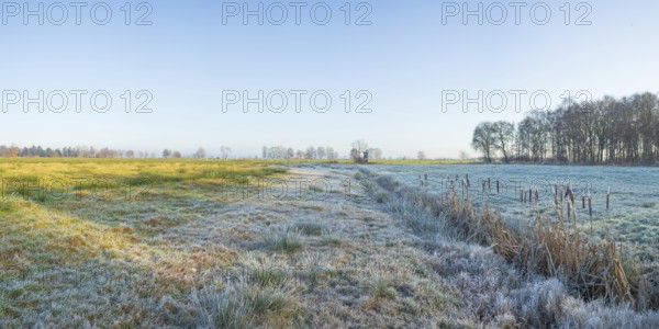 View across a pasture along a small ditch where bulrushes (Typha) grow, winter, Wehden, Cuxhaven,