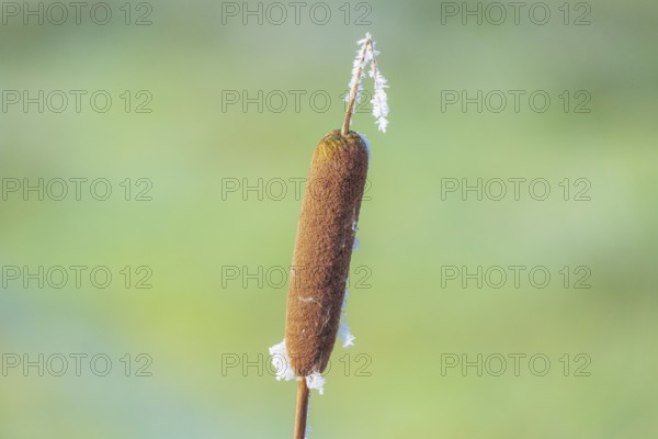 Close-up of a cattail (Typha) that is slightly frozen, Wehden, Cuxhaven, Lower Saxony, Germany