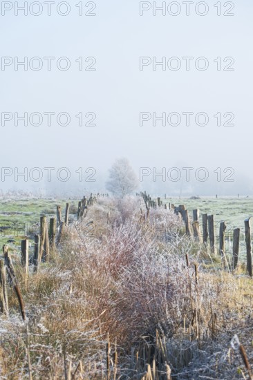 View of a tree disappearing in fog along an almost overgrown ditch, Wehden, Cuxhaven, Lower Saxony,