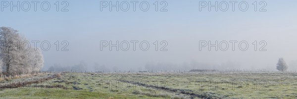 Panoramic view over a willow on a row of trees in fog in winter, Wehden, Cuxhaven, Lower Saxony,