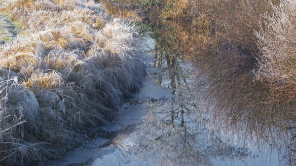 Winter detailed view of vegetation growing on a ditch, Winter, Wehden, Cuxhaven, Lower Saxony,