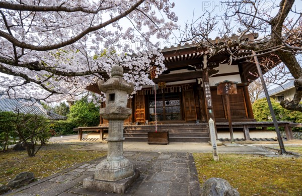 Blooming cherry tree in front of Horin-in Temple, Shinsho Gokurakuji or Shinnyo-do Temple, Japanese