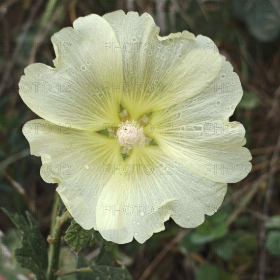 A white flower, hollyhock (Alcea) in close-up with dewdrops on the petals amidst greenery, Debed