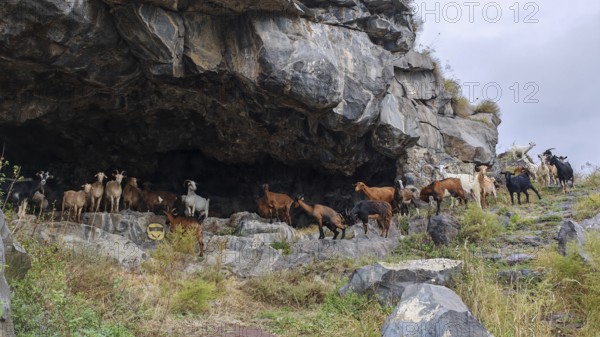 A herd of goats (capra) stands in front of a large rocky cave in a mountainous landscape, debed