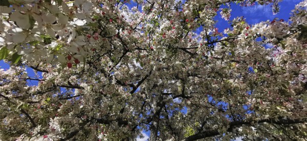 Lush treetops of an ornamental apple tree (malus) full of blossoms stretch into the sky, spring