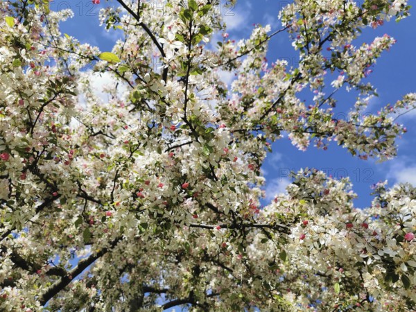 Large crown of an ornamental apple tree (malus) full of white and pink blossoms, spring atmosphere